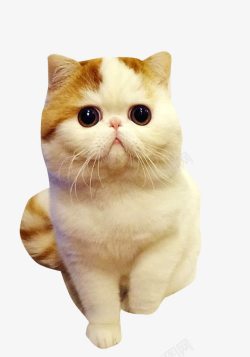 加菲猫萌宠猫咪高清图片
