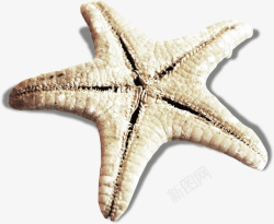 实物海星海洋生物海报素材