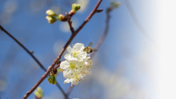 春天樱花摄影背景元素之十六素材
