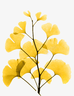 黄色银杏树卡通手绘秋天的银杏树高清图片