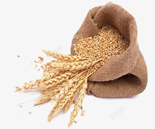 一包小麦麦穗png免抠素材_88icon https://88icon.com 一包小麦 小麦 麦子 麦穗
