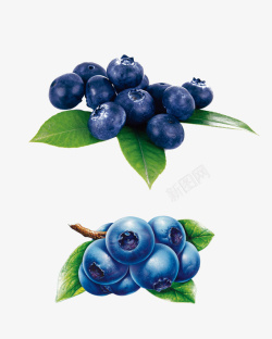 富含花青素的抗氧化食物蓝莓素材