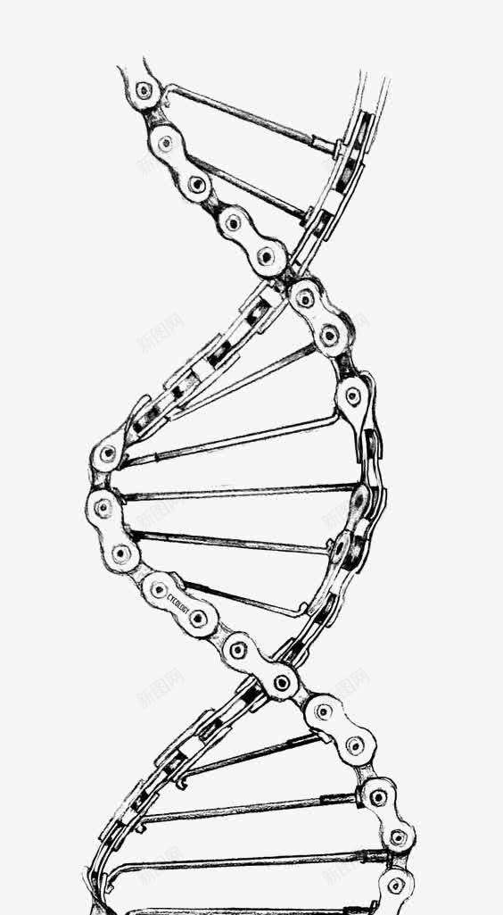 链条DNApng免抠素材_88icon https://88icon.com DNA双螺旋结构图片 人体组织 创意链条 手绘 自行车链条 血管