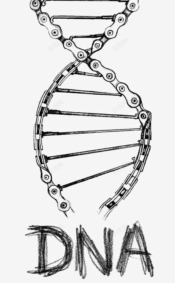 链条DNApng免抠素材_88icon https://88icon.com DNA双螺旋结构图片 人体组织 创意链条 手绘 自行车链条 血管