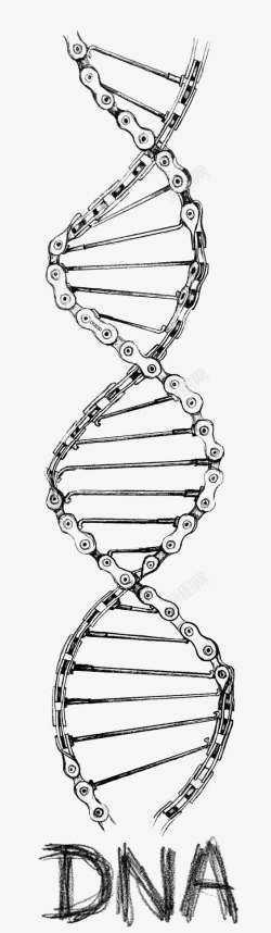 人体组织链条DNA高清图片