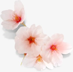 粉白色清新春季桃花素材