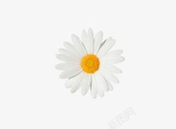 白色雏菊花朵素材