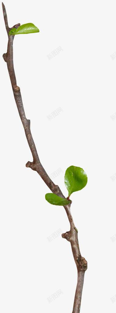 刚发芽的春条的枝条png免抠素材_88icon https://88icon.com 刚发芽的 春天的枝条 生机勃勃 绿色树叶