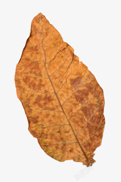 茄科棕色斑驳褶皱的干烟叶实物高清图片
