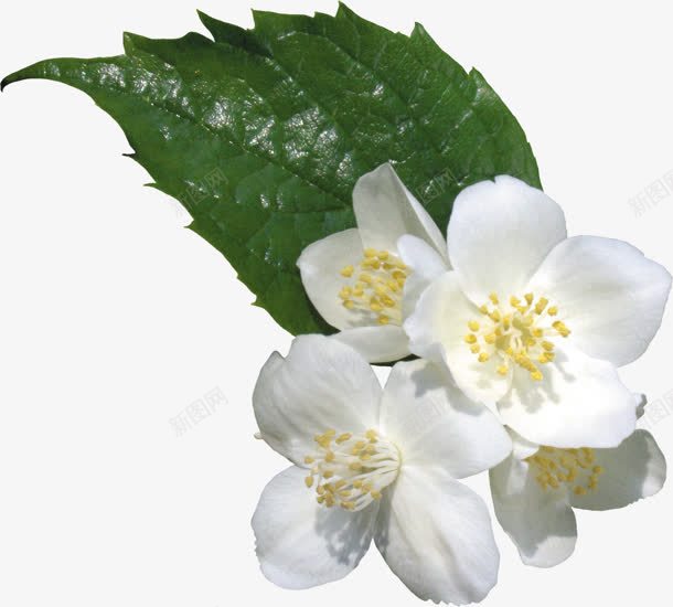 白色花朵绿色叶子清新植物png免抠素材_88icon https://88icon.com 叶子 植物 清新 白色 绿色 花朵
