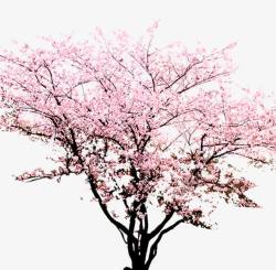 盛开桃树桃花盛开高清图片