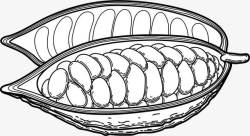 食品底纹线描可可果实高清图片