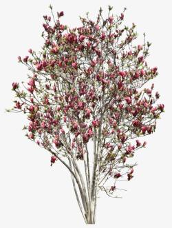 粉红花朵树素材