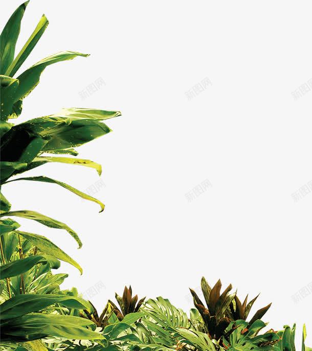 自然唯美植物春天png免抠素材_88icon https://88icon.com 春天 植物 自然