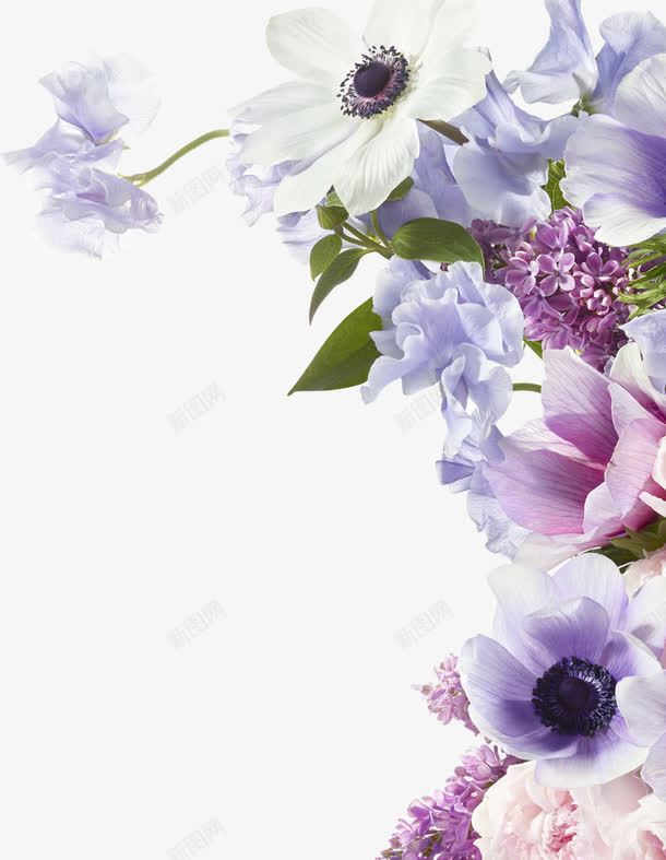 紫色的花卉效果植物png免抠素材_88icon https://88icon.com 效果 植物 紫色 花卉