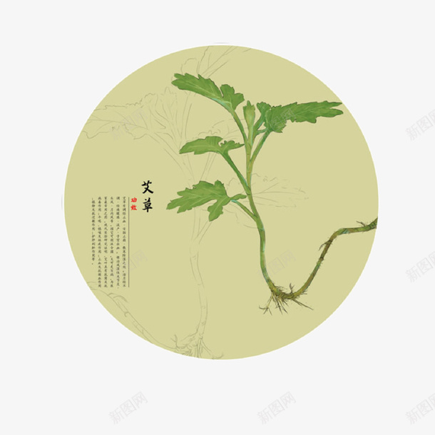 艾草睡会圆形矢量图ai免抠素材_88icon https://88icon.com 彩色手绘 植物 端午节 绿色 艾叶手绘 艾叶草 药材野菜 装饰 矢量图