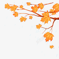 秋季树雨中一棵金黄色的枫树高清图片