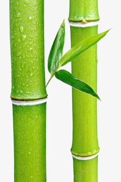 新生命绿色竹子高清图片