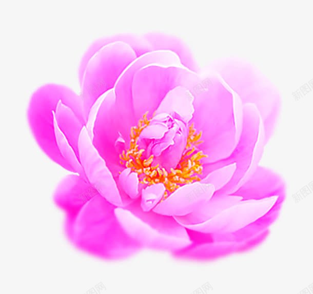 红色手绘花朵png免抠素材_88icon https://88icon.com 卡通手绘 春天 桃花 花朵 装饰图案 鲜花