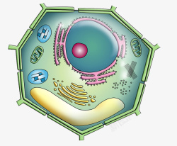 细胞模型彩色细胞核结构高清图片