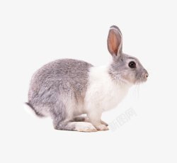 眼睛兔灰色小兔子高清图片