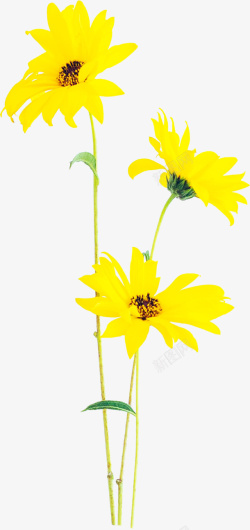 两朵黄色的花朵素材