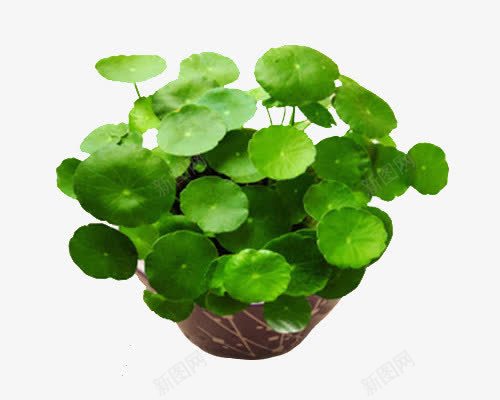 铜钱草水培植物png免抠素材_88icon https://88icon.com 净化空气 植物 水培 水培植物 清新 绿色 装饰 铜钱草