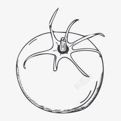 水彩西红柿线描西红柿高清图片