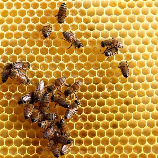 蜂窝上工作的蜜蜂jpg设计背景_88icon https://88icon.com 图片素材 底纹背景 昆虫 背景花边 蜂巢 蜂窝 蜂窝上工作的蜜蜂 蜂窝上工作的蜜蜂图片 蜂窝上工作的蜜蜂图片素材下载 蜂类 蜂蜜 蜜蜂 蜜蜂窝