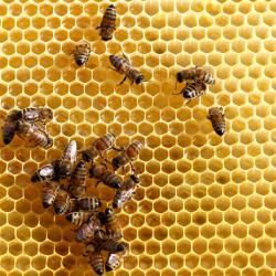 高清精品蜂巢蜂窝上工作的蜜蜂高清图片