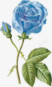 欧美字母风手绘欧美素描蓝玫瑰高清图片