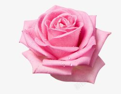 玫瑰图一朵绽放的粉色玫瑰花朵高清图片