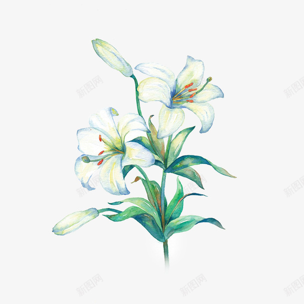 水彩百合花png免抠素材_88icon https://88icon.com 布料印花 底图 手绘花卉 水彩花卉 漂亮花卉 百合花 装饰图案 设计底图 面料印花
