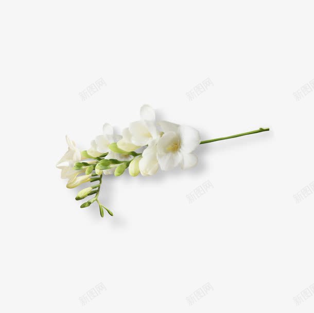 一串白色的花png免抠素材_88icon https://88icon.com PNG 植物 百花 花朵