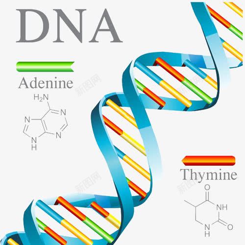 DNA链条png免抠素材_88icon https://88icon.com 基因链 彩色 微观科学 染色体