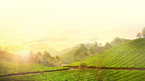 夕阳下的绿色茶田背景
