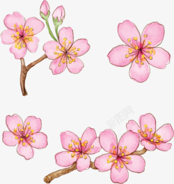浪漫粉红手绘樱花矢量图素材