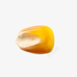熟玉米实物一颗熟玉米粒高清图片