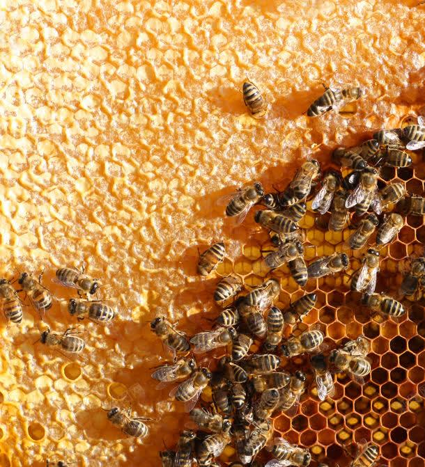 忙着采蜜的蜜蜂jpg设计背景_88icon https://88icon.com 图片素材 底纹背景 忙着采蜜的蜜蜂图片 忙着采蜜的蜜蜂图片素材下载 昆虫世界 背景花边 蜂窝 蜂胶 蜂蜜 蜜蜂 蜜蜂窝 补品