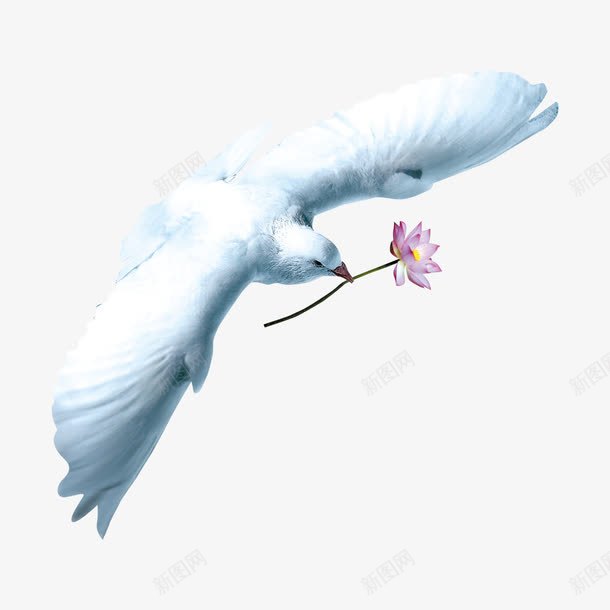 衔着花枝的鸽子png免抠素材_88icon https://88icon.com 和平鸽 展翅的鸟 白鸽 荷花