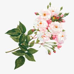 鲜花店宣传粉白色花朵高清图片