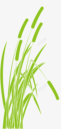 绿草芦苇清新绿色春季芦苇高清图片