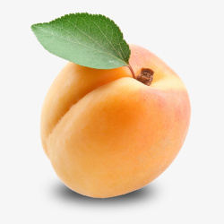 水果杏子实物新鲜杏子高清图片