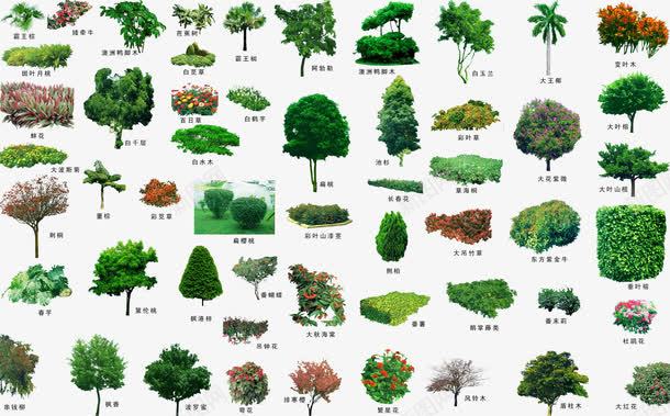 园林景观植物png免抠素材_88icon https://88icon.com png图片素材 侧柏 侧柏叶 免费png素材 园林景观 园林植物 景观植物 花圃 长春花