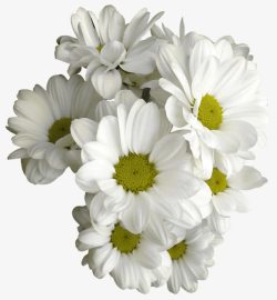 白色的菊花花蕊植物素材
