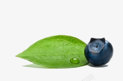 蓝色浆果实物带叶子水珠野生蓝莓高清图片