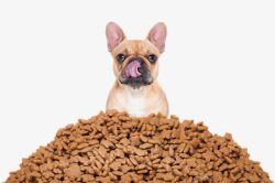 小块狗零食可爱动物的食物站在狗粮饼干面前高清图片
