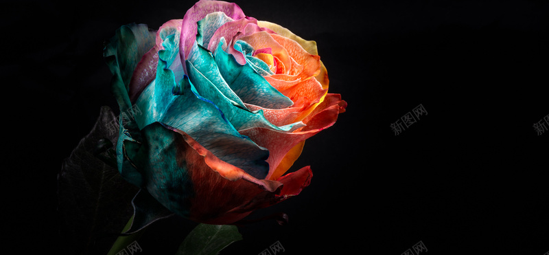 彩色玫瑰背景摄影图片