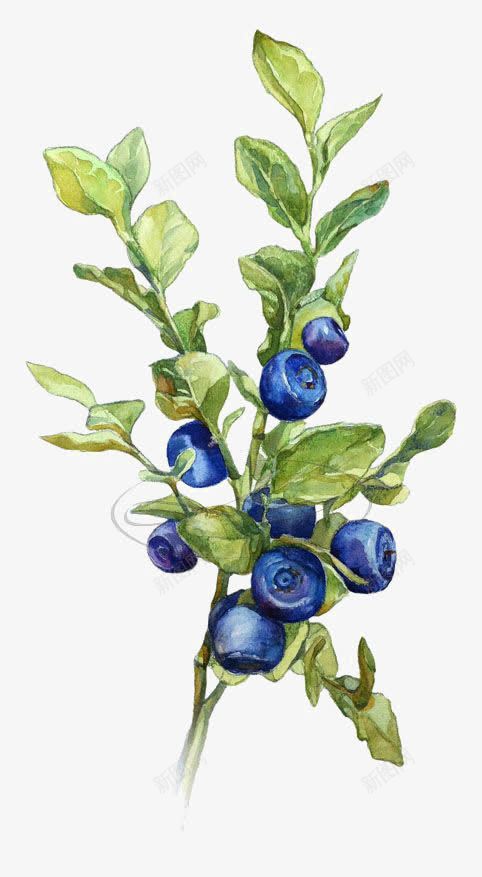 水彩叶片png免抠素材_88icon https://88icon.com 创意叶片 成熟的蓝莓 植物 水墨叶片 蓝莓
