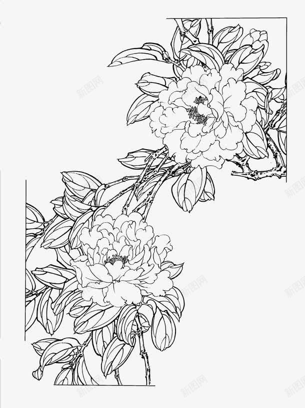 茶花工笔白描png免抠素材_88icon https://88icon.com 国画 手绘线稿 白描 花卉 茶花